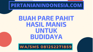 Buah Pare Pahit Hasil Manis Untuk Budidaya