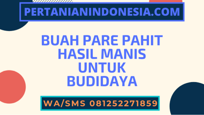Buah Pare Pahit Hasil Manis Untuk Budidaya