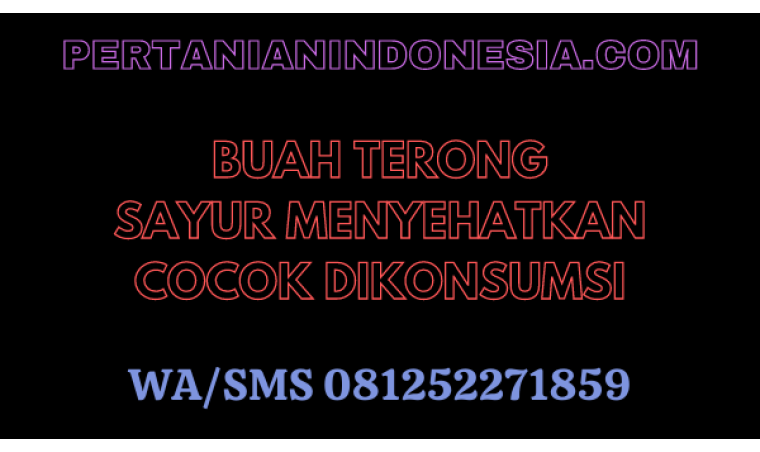 Buah Terong, Sayur Menyehatkan Cocok Dikonsumsi
