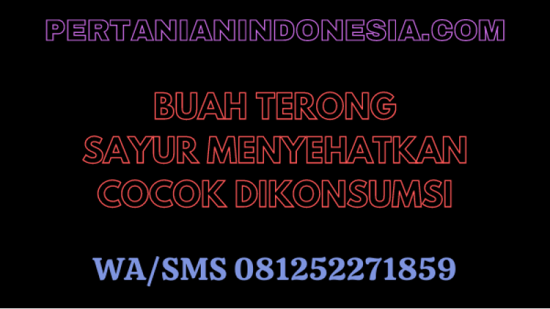 Buah Terong, Sayur Menyehatkan Cocok Dikonsumsi