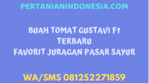 Buah Tomat Gustavi F1 Terbaru Favorit Juragan Pasar Sayur