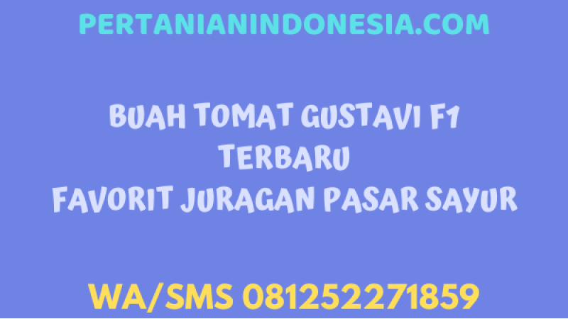 Buah Tomat Gustavi F1 Terbaru Favorit Juragan Pasar Sayur