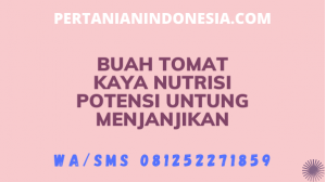 Buah Tomat Kaya Nutrisi Potensi Untung Menjanjikan