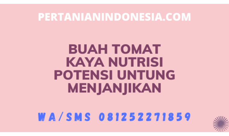 Buah Tomat Kaya Nutrisi Potensi Untung Menjanjikan