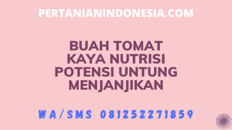 Buah Tomat Kaya Nutrisi Potensi Untung Menjanjikan