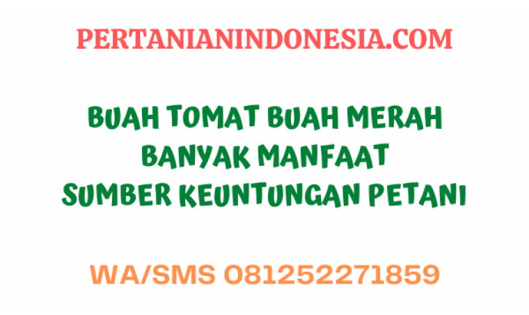 Buah Tomat, Buah Merah Banyak Manfaat Sumber Keuntungan Petani