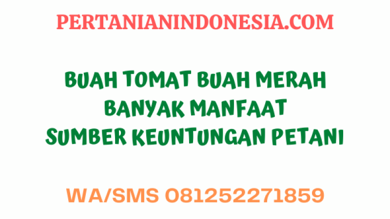 Buah Tomat, Buah Merah Banyak Manfaat Sumber Keuntungan Petani