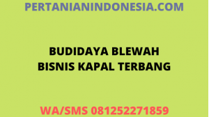 Budidaya Blewah Bisnis Kapal Terbang