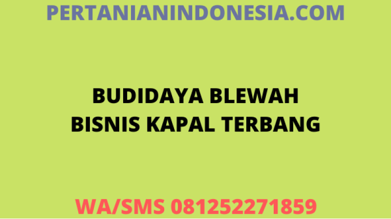 Budidaya Blewah Bisnis Kapal Terbang