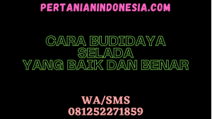 CARA BUDIDAYA SELADA YANG BAIK DAN BENAR