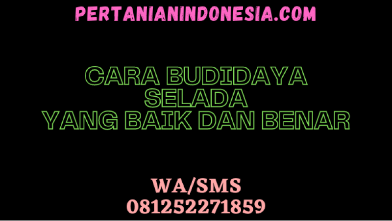 CARA BUDIDAYA SELADA YANG BAIK DAN BENAR