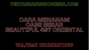 Cara Menanam Cabe Besar Beautiful 497 Oriental