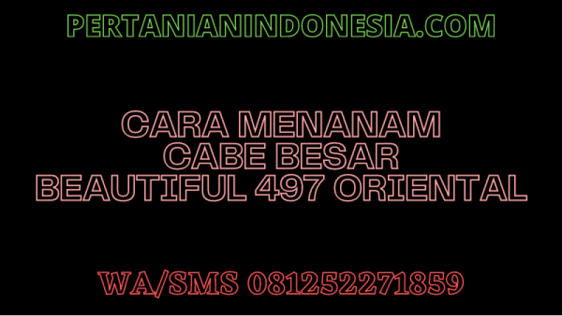 Cara Menanam Cabe Besar Beautiful 497 Oriental