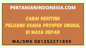 Cabai Keriting Peluang Usaha Prospek Unggul Di Masa Depan