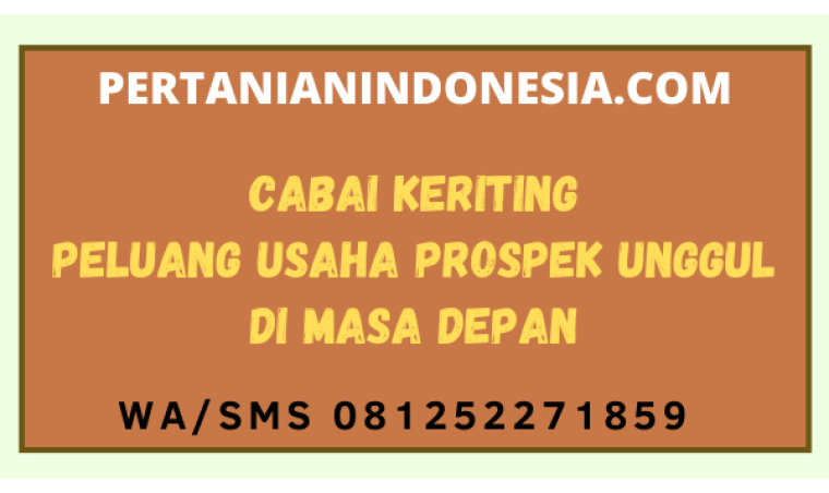 Cabai Keriting Peluang Usaha Prospek Unggul Di Masa Depan