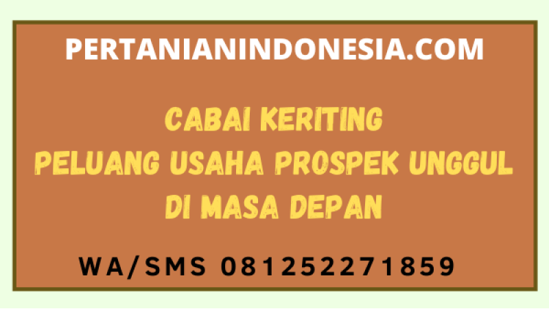 Cabai Keriting Peluang Usaha Prospek Unggul Di Masa Depan