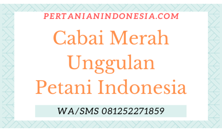 Cabai Merah Unggulan Petani Indonesia