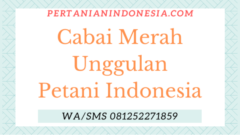 Cabai Merah Unggulan Petani Indonesia