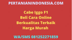 Cabe Iggo F1 Beli Cara Online Berkualitas Terbaik Harga Murah 