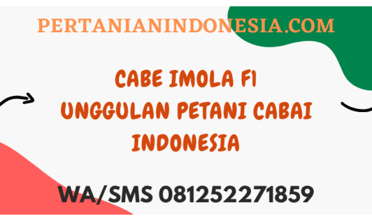 Cabe Imola F1 Unggulan Petani Cabai Indonesia