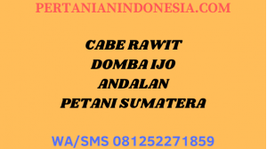 CABE RAWIT DOMBA IJO ANDALAN PETANI SUMATERA DI JUAL HARGA MURAH