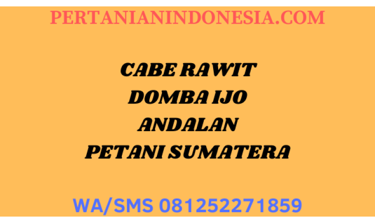 CABE RAWIT DOMBA IJO ANDALAN PETANI SUMATERA DI JUAL HARGA MURAH