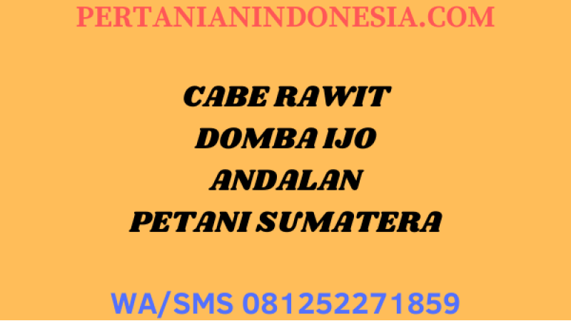 CABE RAWIT DOMBA IJO ANDALAN PETANI SUMATERA DI JUAL HARGA MURAH