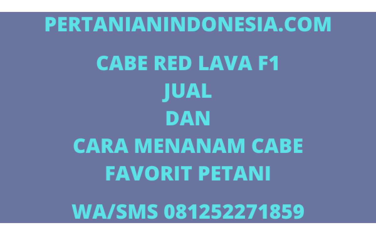 CABE RED LAVA F1 JUAL DAN CARA MENANAM CABE FAVORIT PETANI