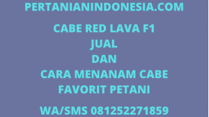 Cabe Red Lava F1 Jual Dan Cara Menanam Cabe Favorit Petani
