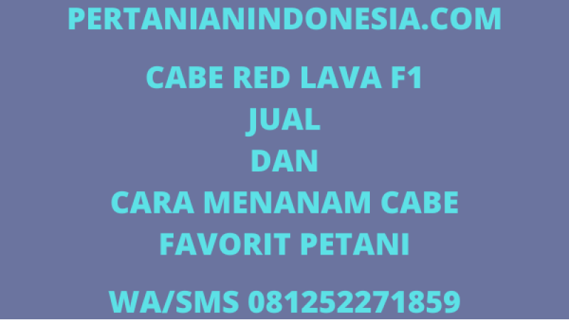 Cabe Red Lava F1 Jual Dan Cara Menanam Cabe Favorit Petani