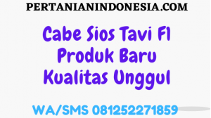 Cabe Sios Tavi F1 Produk Baru Kualitas Unggul