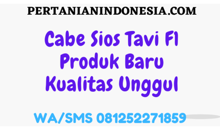 Cabe Sios Tavi F1 Produk Baru Kualitas Unggul