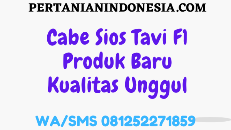 Cabe Sios Tavi F1 Produk Baru Kualitas Unggul
