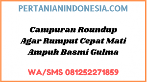 Campuran Roundup Agar Rumput Cepat Mati Ampuh Basmi Gulma