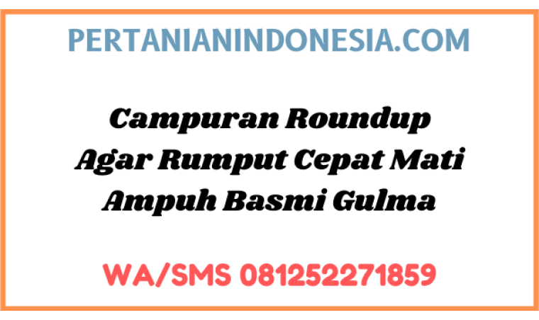Campuran Roundup Agar Rumput Cepat Mati Ampuh Basmi Gulma