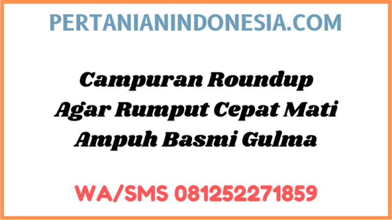 Campuran Roundup Agar Rumput Cepat Mati Ampuh Basmi Gulma