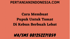 Cara Membuat Pupuk Untuk Tomat Di Kebun Berbuah Lebat