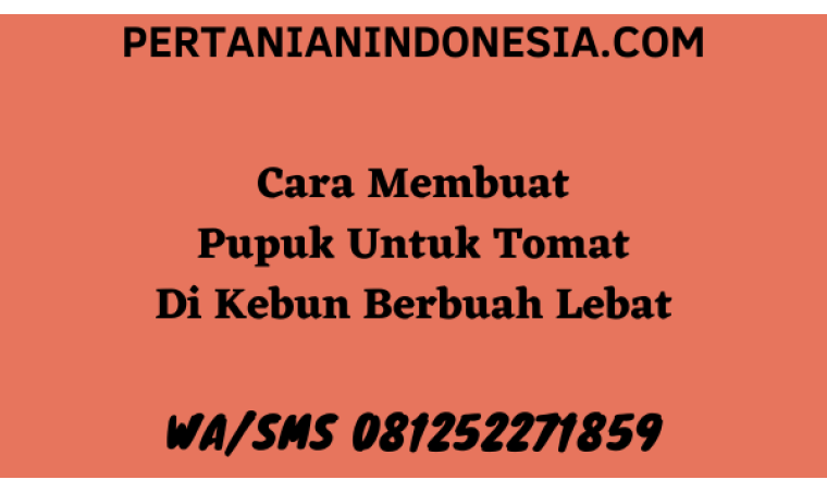 Cara Membuat Pupuk Untuk Tomat Di Kebun Berbuah Lebat