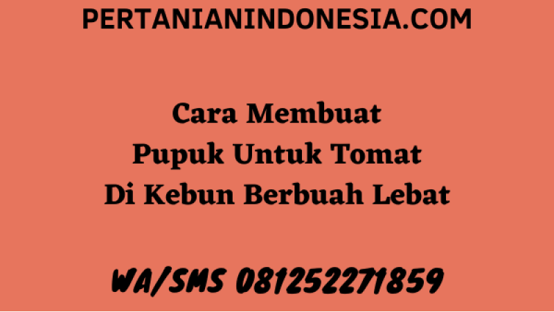 Cara Membuat Pupuk Untuk Tomat Di Kebun Berbuah Lebat