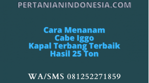 Cara Menanam Cabe Iggo Kapal Terbang Terbaik Hasil 25 Ton