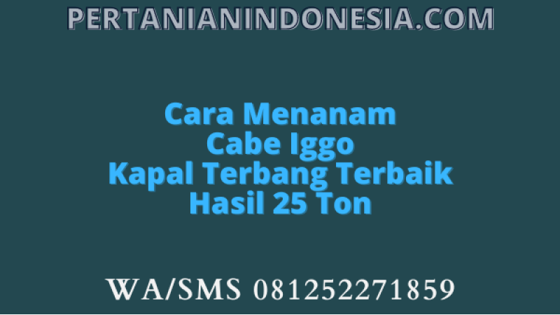 Cara Menanam Cabe Iggo Kapal Terbang Terbaik Hasil 25 Ton