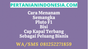 Cara Menanam Semangka Pluto F1 Cap Kapal Terbang Bisi Sebagai Sebuah Peluang Bisnis Menguntungkan