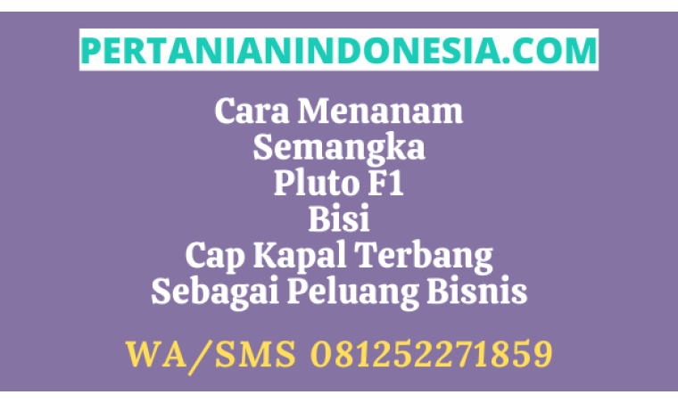 Cara Menanam Semangka Pluto F1 Cap Kapal Terbang Bisi Sebagai Sebuah Peluang Bisnis Menguntungkan