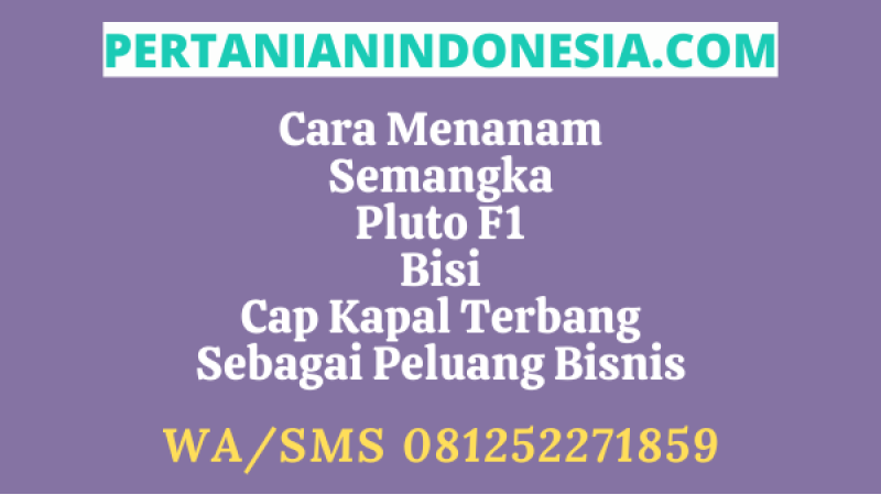 Cara Menanam Semangka Pluto F1 Cap Kapal Terbang Bisi Sebagai Sebuah Peluang Bisnis Menguntungkan