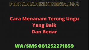 Cara Menanam Terong Ungu Yang Baik Dan Benar