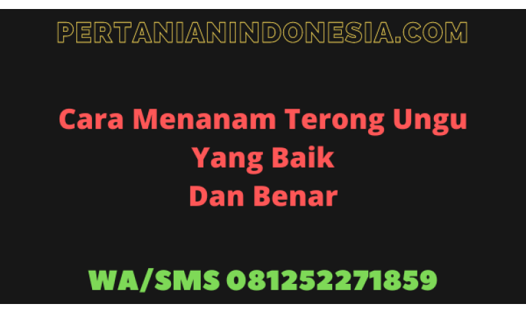 Cara Menanam Terong Ungu Yang Baik Dan Benar