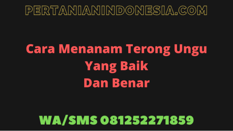 Cara Menanam Terong Ungu Yang Baik Dan Benar