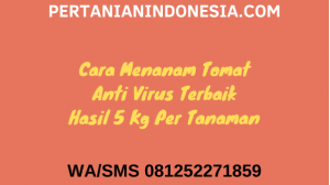 15 Cara Menanam Tomat Anti Virus Terbaik Hasil 5 Kg Per Tanaman
