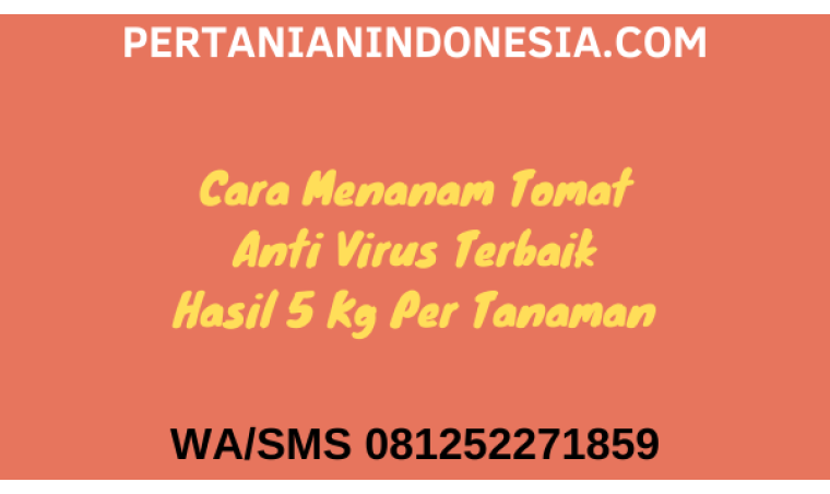 15 Cara Menanam Tomat Anti Virus Terbaik Hasil 5 Kg Per Tanaman