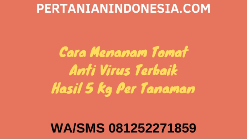 15 Cara Menanam Tomat Anti Virus Terbaik Hasil 5 Kg Per Tanaman